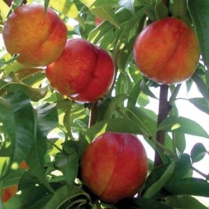 Freckle Face Nectarine